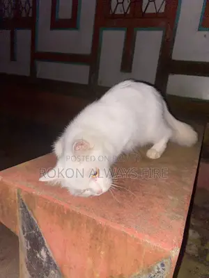 3-6 months Female Mixed Breed Maine Coon