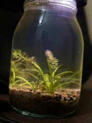 প্লান্টেড অ্যাকোয়ারিয়াম ১ লিটার