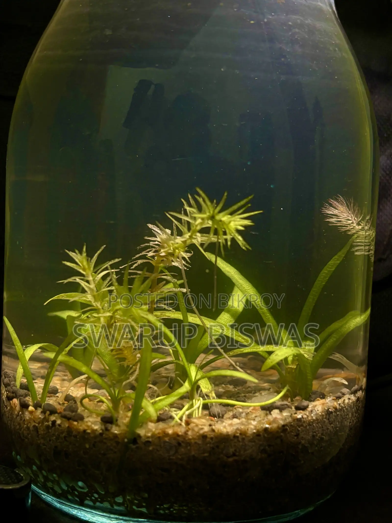 প্লান্টেড অ্যাকোয়ারিয়াম ১ লিটার