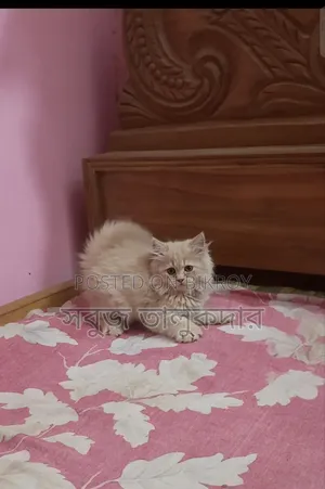 1-3 months Female Purebred Persian