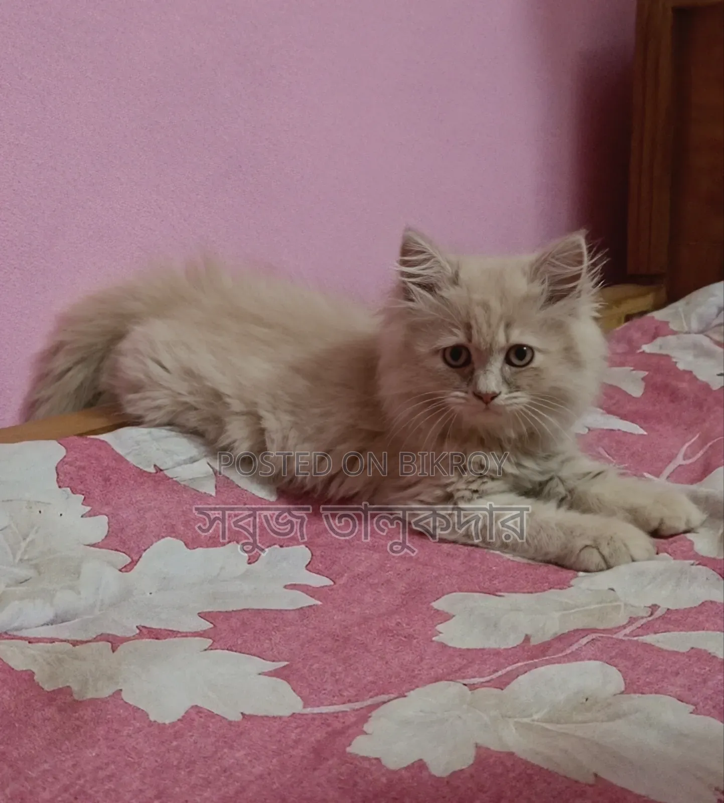 1-3 months Female Purebred Persian