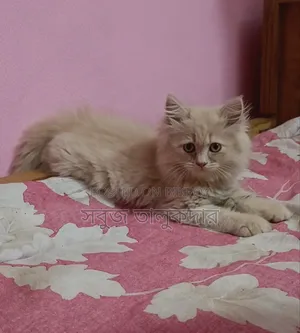 1-3 months Female Purebred Persian
