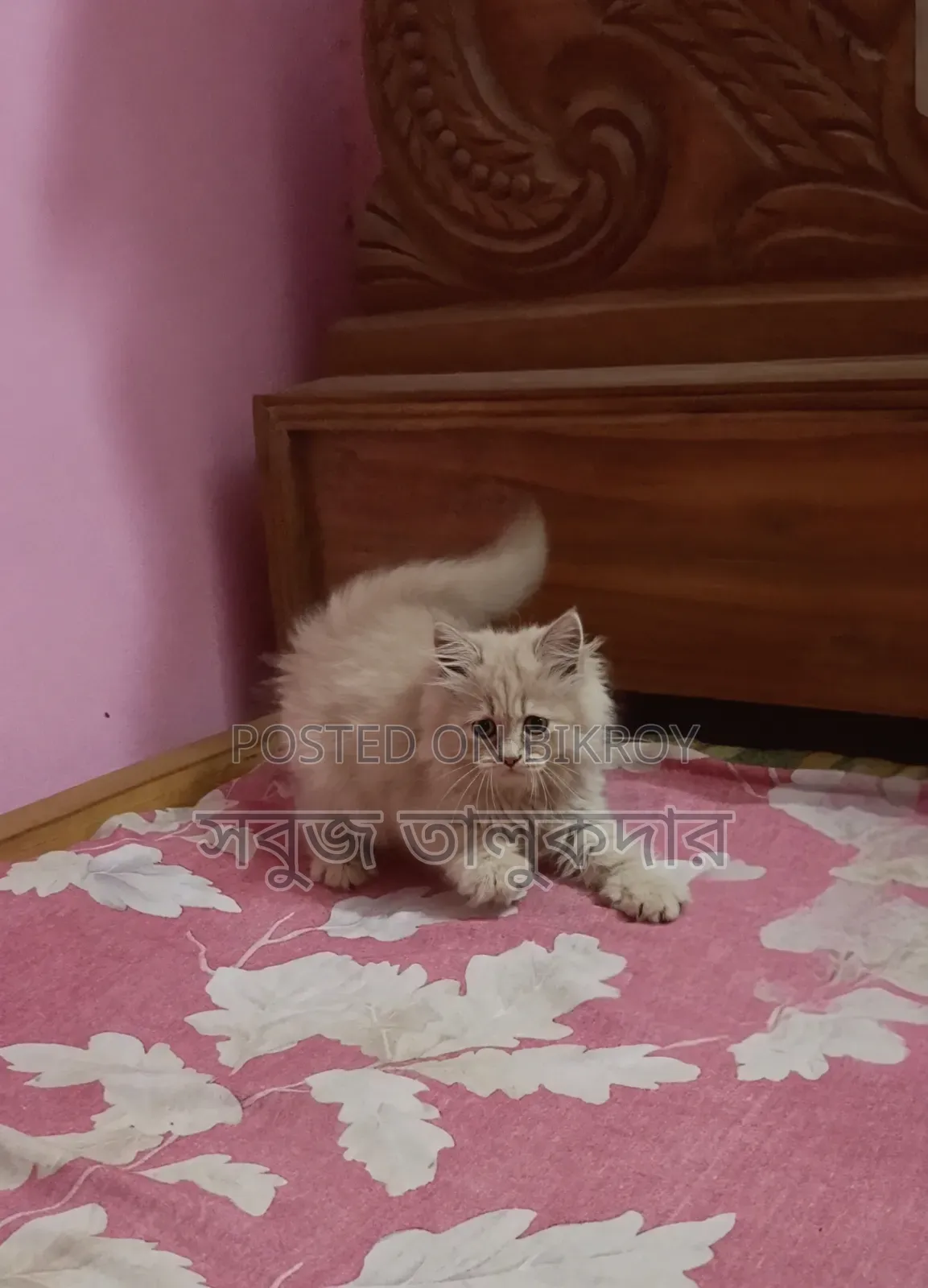 1-3 months Female Purebred Persian