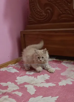 1-3 months Female Purebred Persian