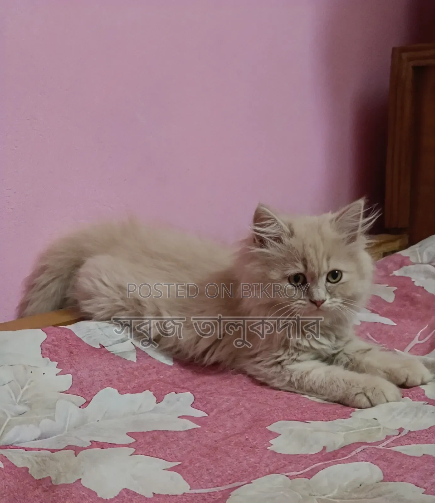 1-3 months Female Purebred Persian
