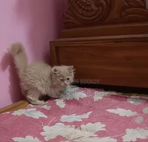 1-3 months Female Purebred Persian