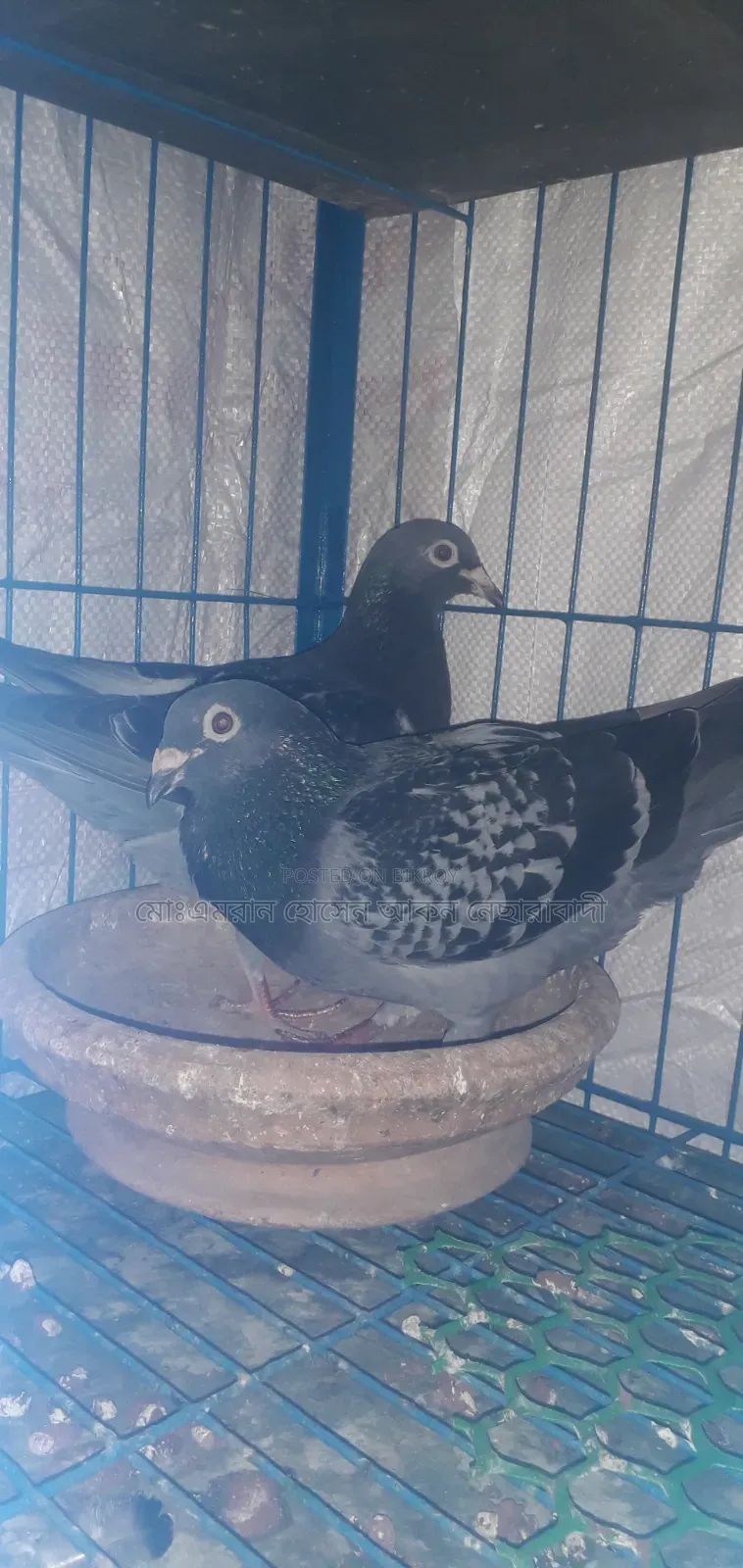মাক্সি রেসার
