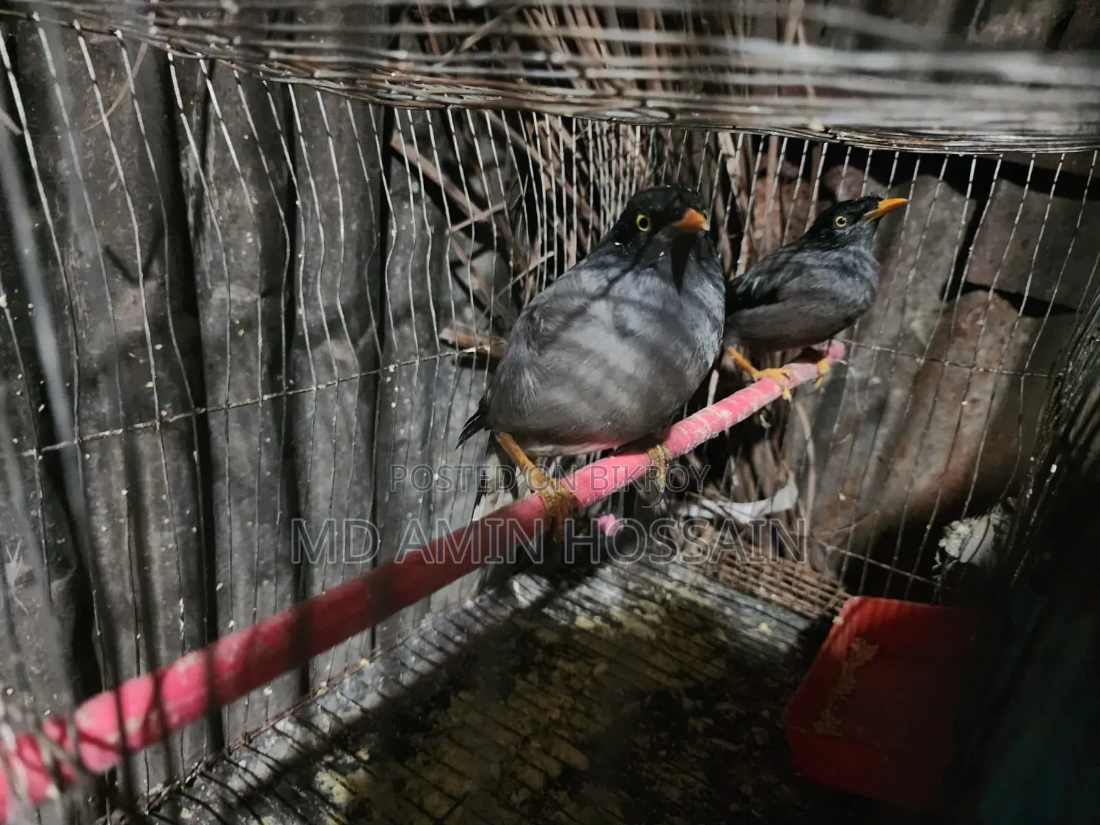 Salik Pair | Running Pair