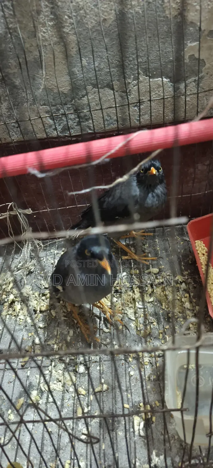 Salik Pair | Running Pair