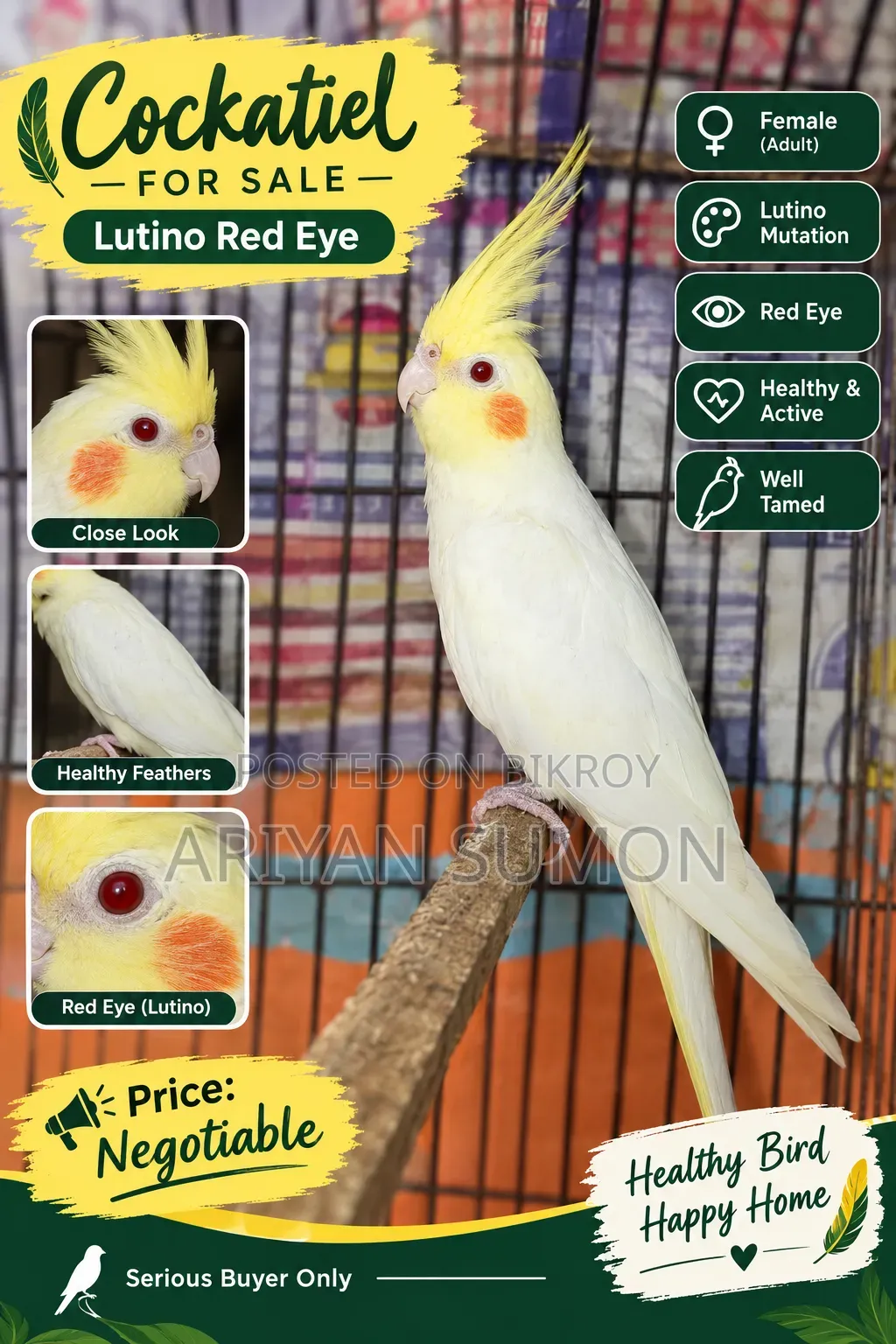 Lutino Red Eye