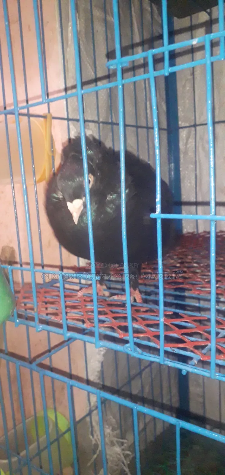 Myna Flock Male