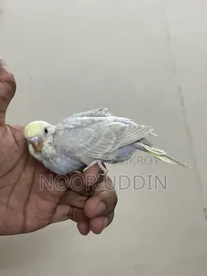 Df Vio Mouve Chinnamon /Budgerigar/বাজিগর