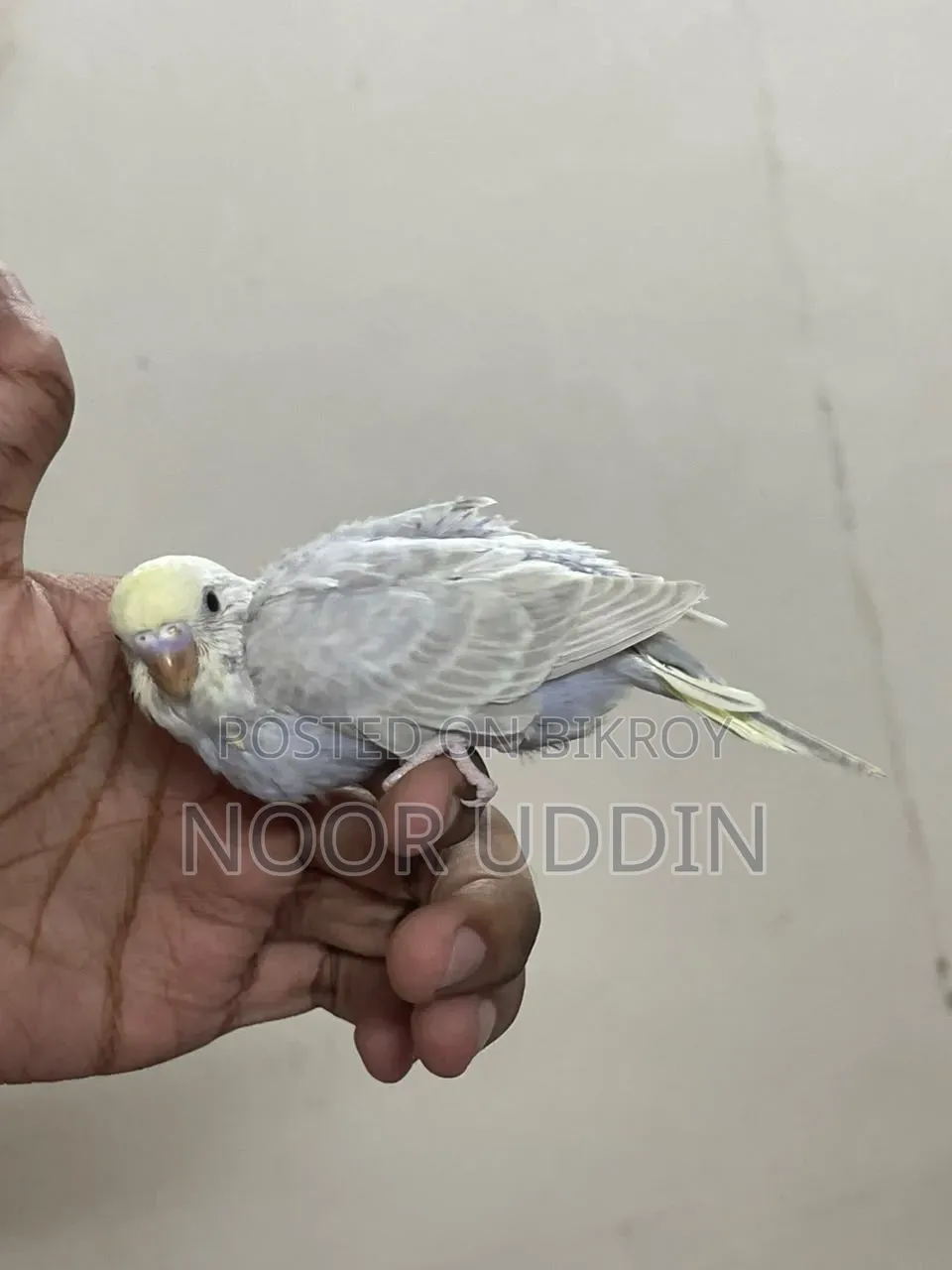 Df Vio Mouve Chinnamon /Budgerigar/বাজিগর