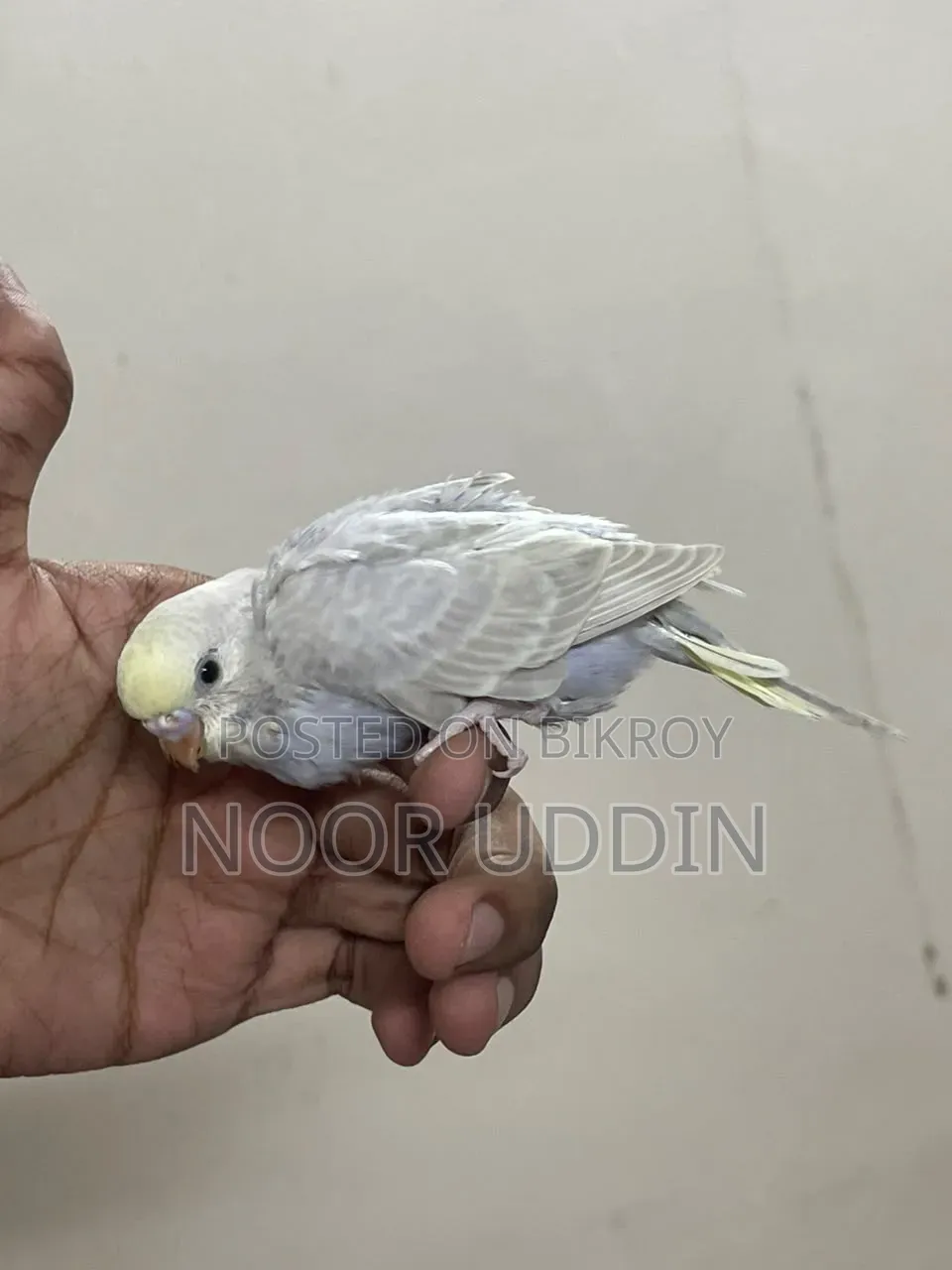 Df Vio Mouve Chinnamon /Budgerigar/বাজিগর