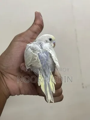Df Vio Mouve Chinnamon /Budgerigar/বাজিগর