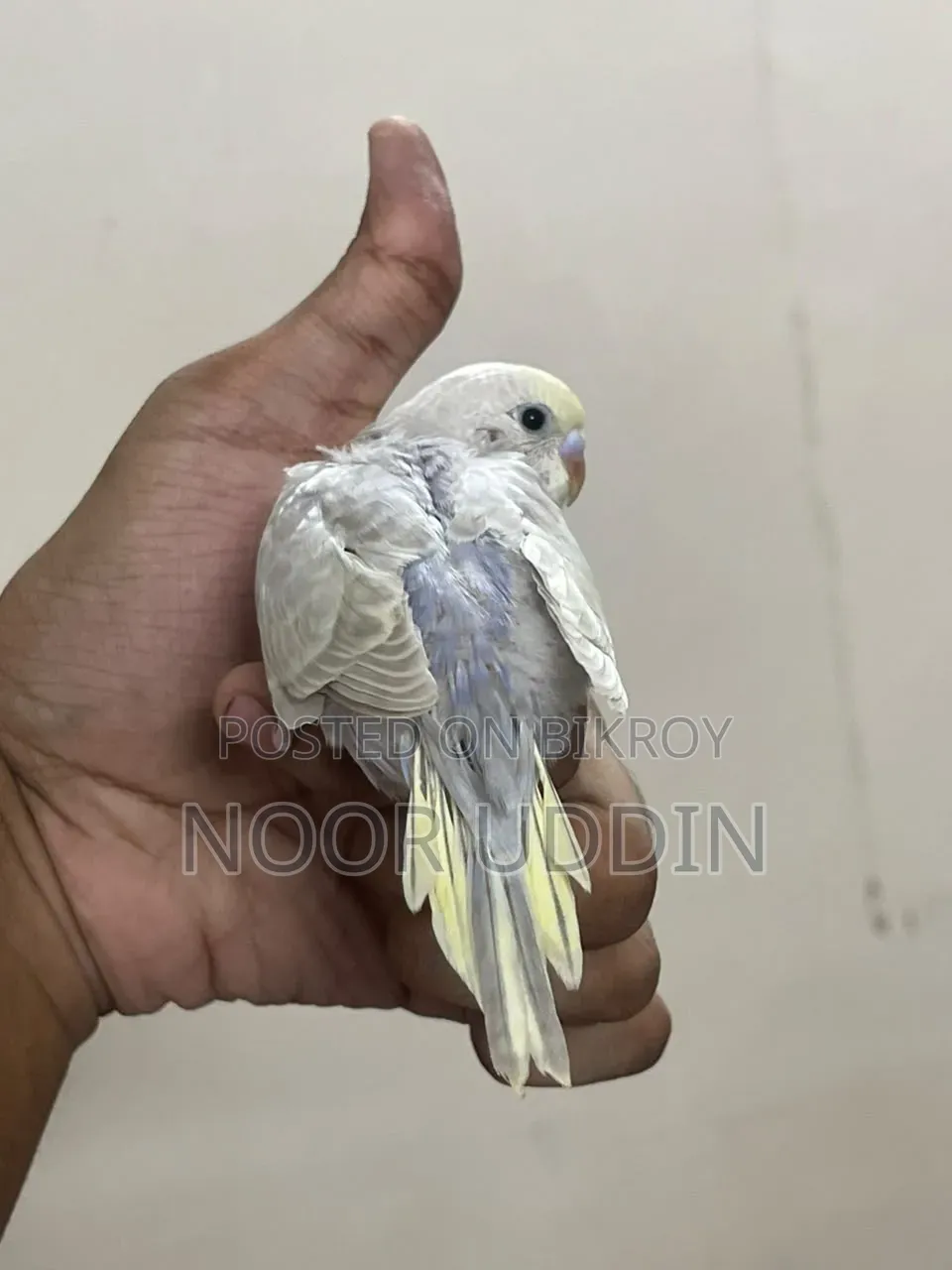 Df Vio Mouve Chinnamon /Budgerigar/বাজিগর