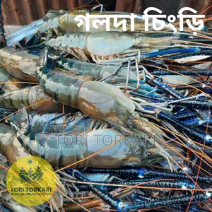 Medium Size Golda Shrimp