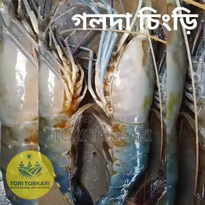 Medium Size Golda Shrimp
