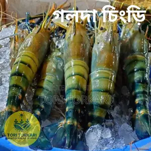 Medium Size Golda Shrimp