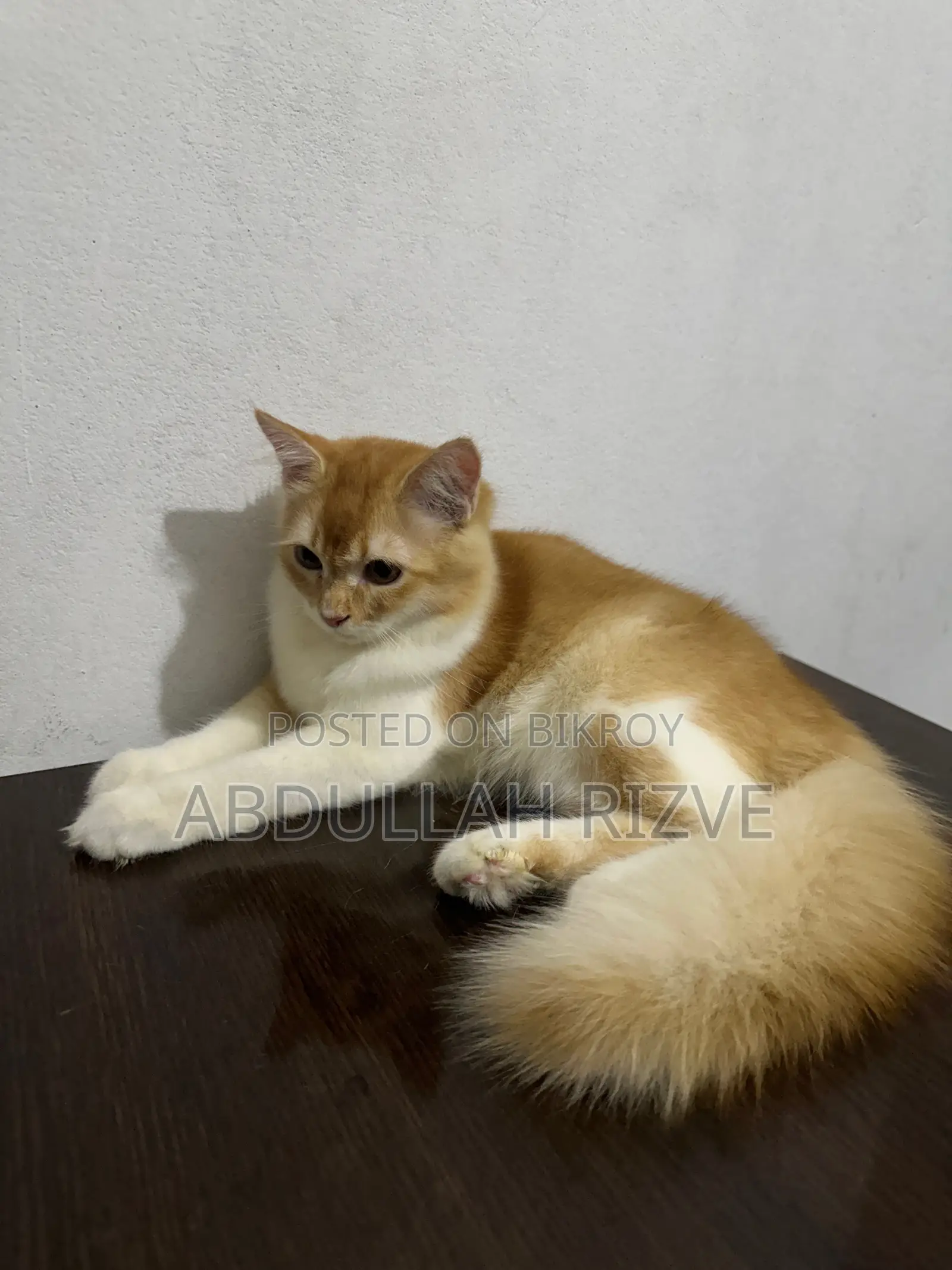 3-6 months Male Mixed Breed Persian