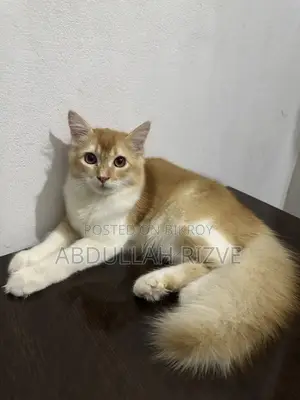 3-6 months Male Mixed Breed Persian