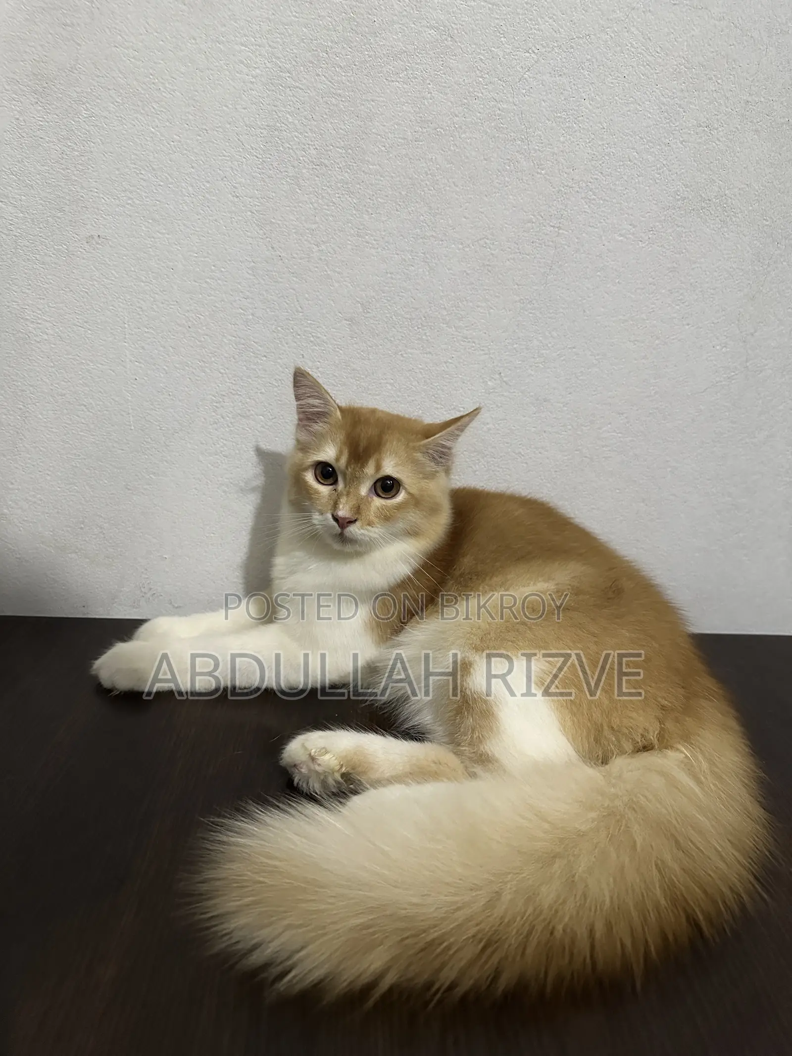 3-6 months Male Mixed Breed Persian