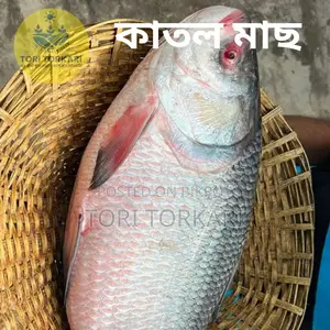 Catla Fish weighing 3 to 4 kg