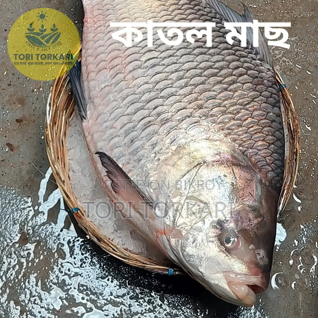 Catla Fish weighing 3 to 4 kg