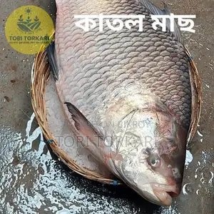 Catla Fish weighing 3 to 4 kg