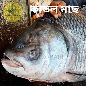 Catla Fish weighing 3 to 4 kg
