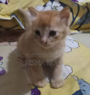 0-1 month Female Mixed Breed Ocicat