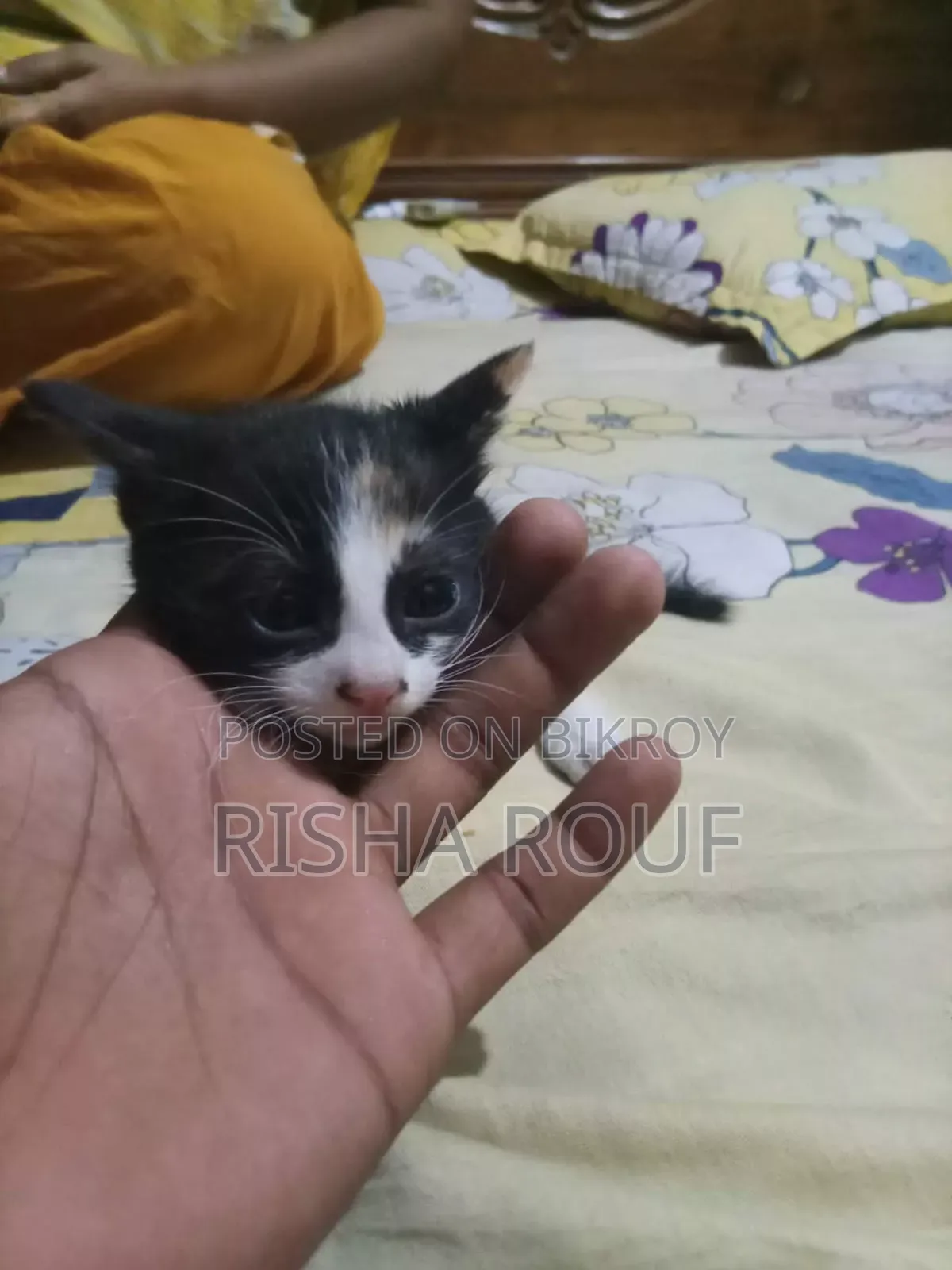 0-1 month Female Mixed Breed Ocicat
