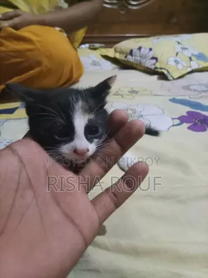 0-1 month Female Mixed Breed Ocicat