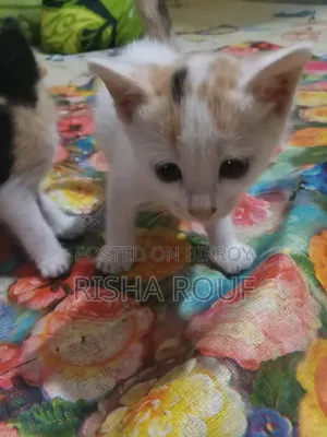 0-1 month Female Mixed Breed Ocicat