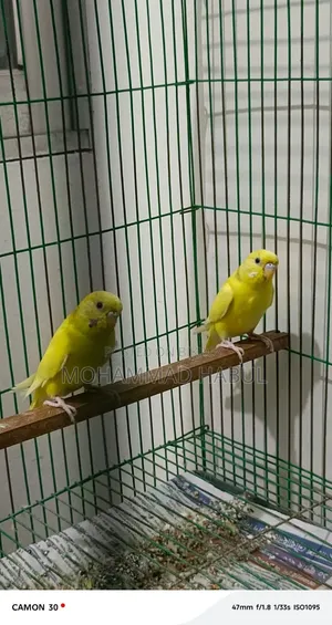 Budgerigar Bird