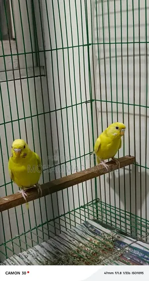 Budgerigar Bird