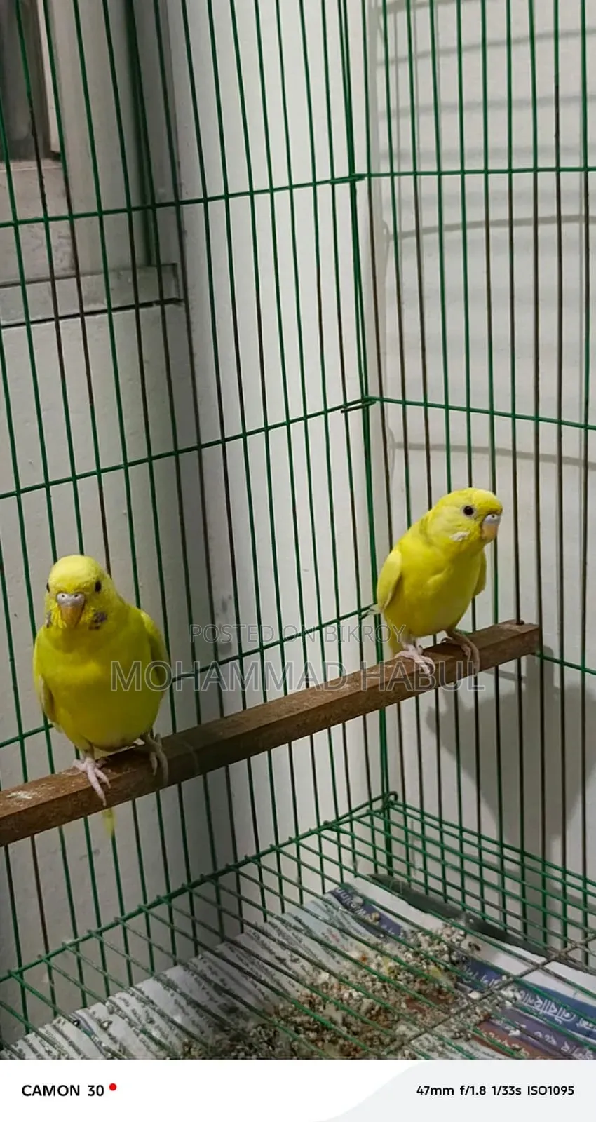 Budgerigar Bird