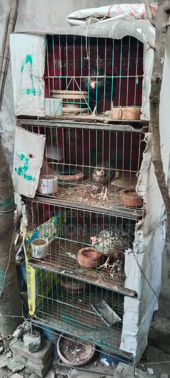 চার খোপের খাঁচা