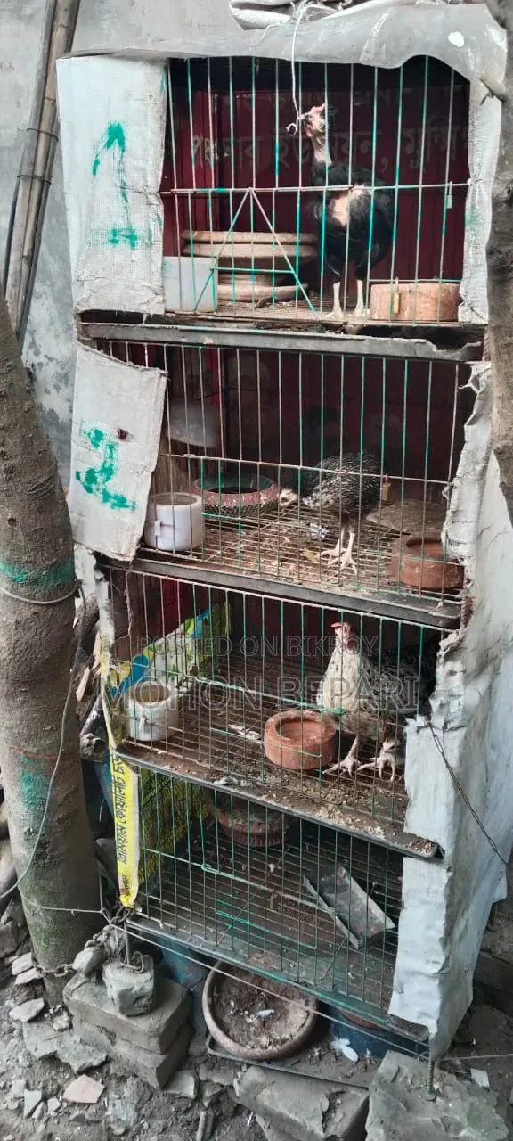 চার খোপের খাঁচা