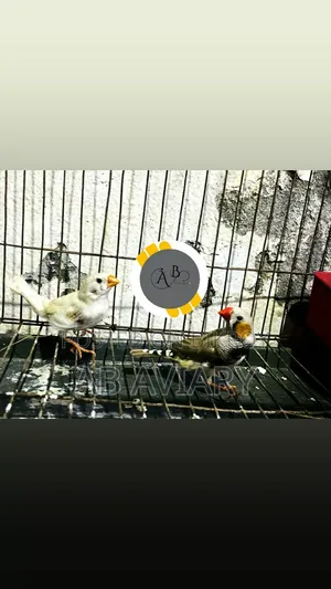 Running Finch Pair