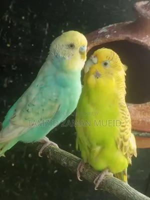 বাজারিকা পাখি