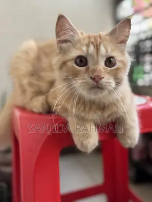 3-6 months Male Purebred Persian