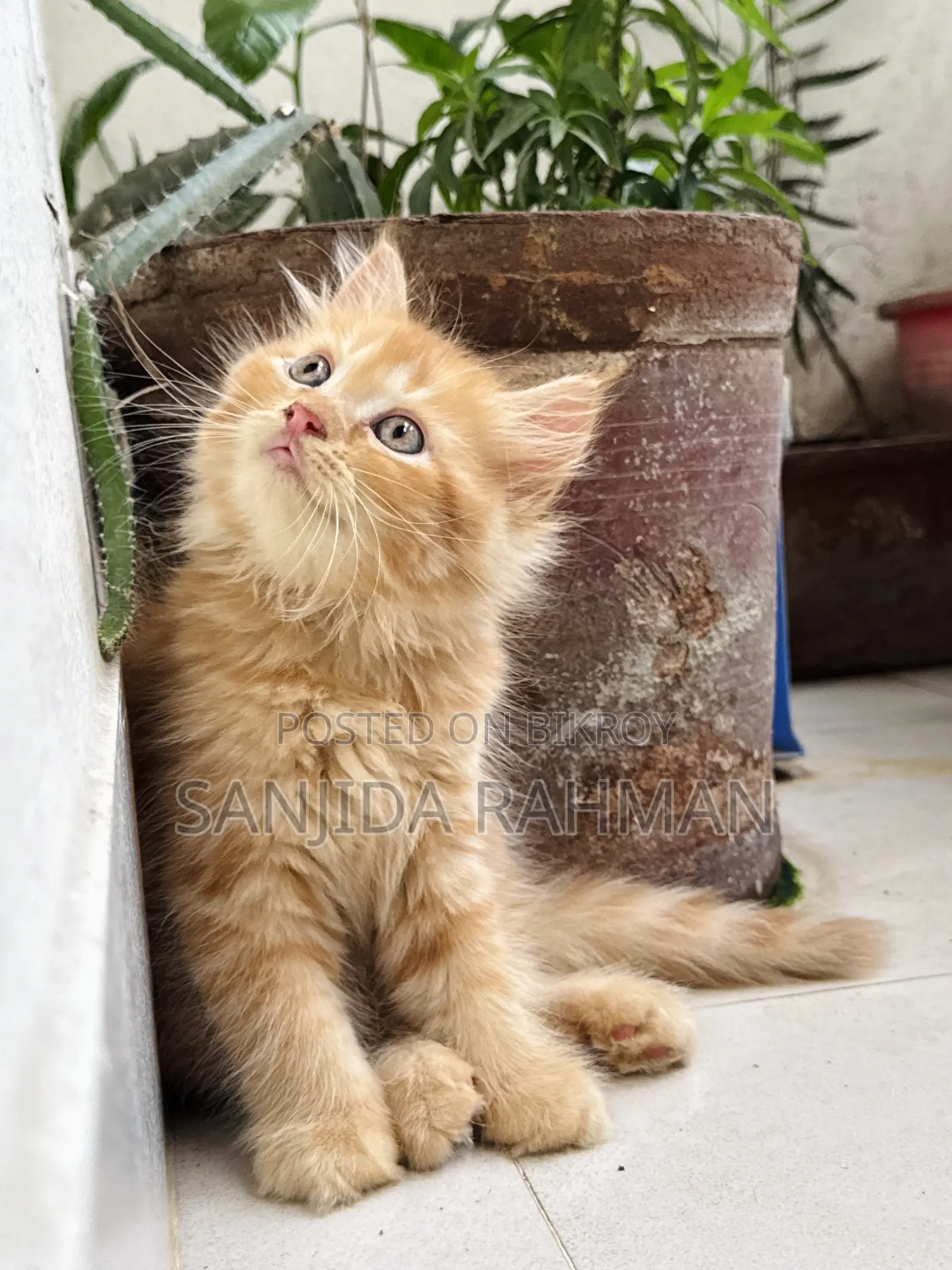 3-6 months Male Purebred Persian