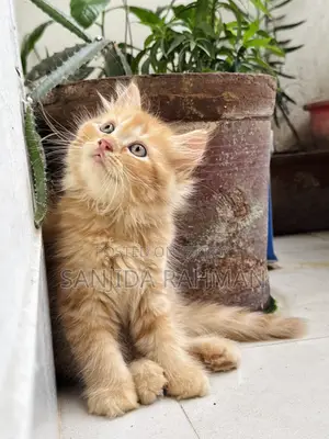 3-6 months Male Purebred Persian