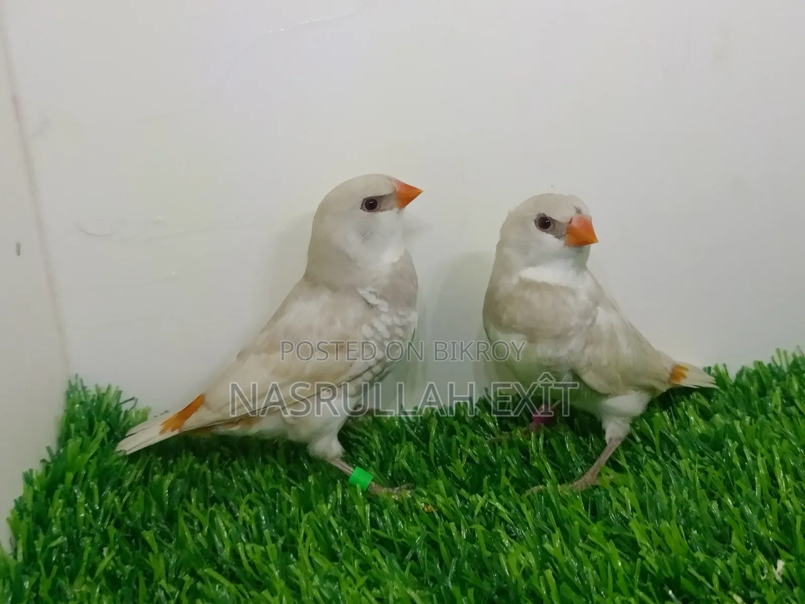 ফায়ারটেইল ফিঞ্চ