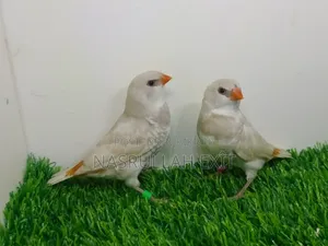 ফায়ারটেইল ফিঞ্চ