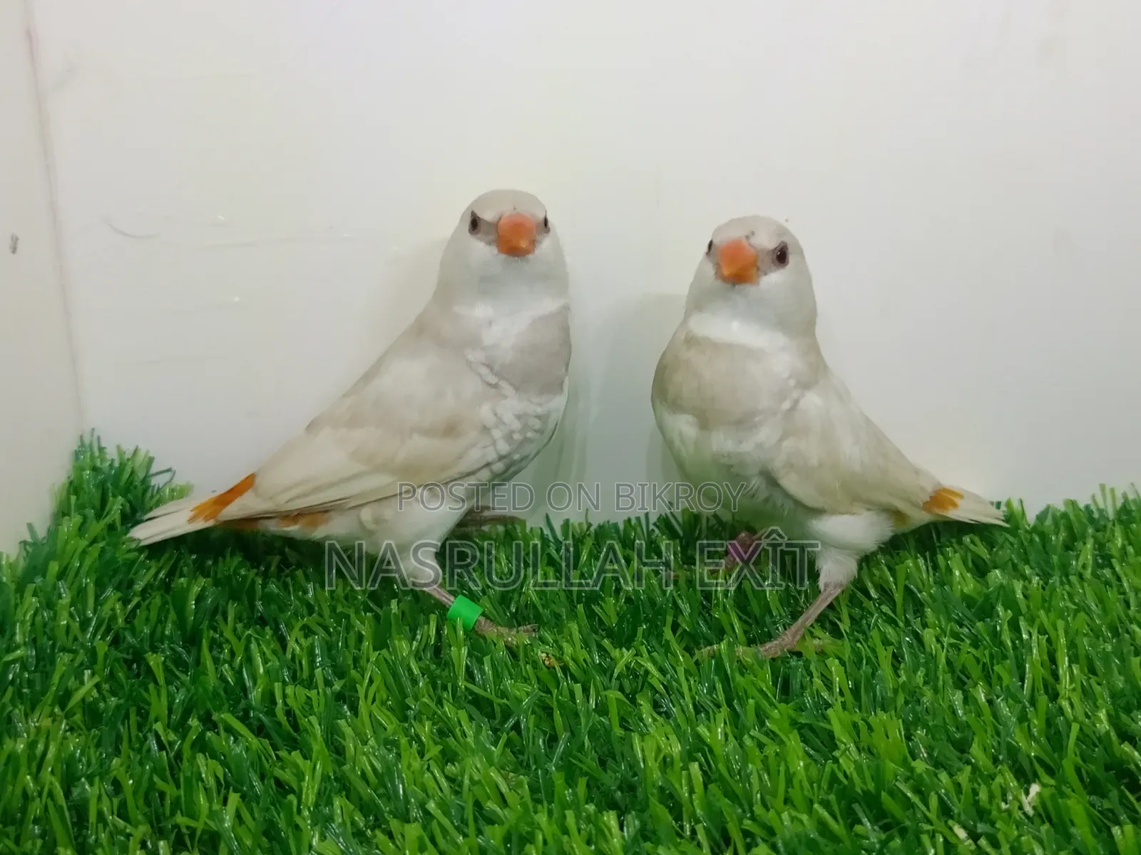 ফায়ারটেইল ফিঞ্চ