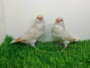 ফায়ারটেইল ফিঞ্চ
