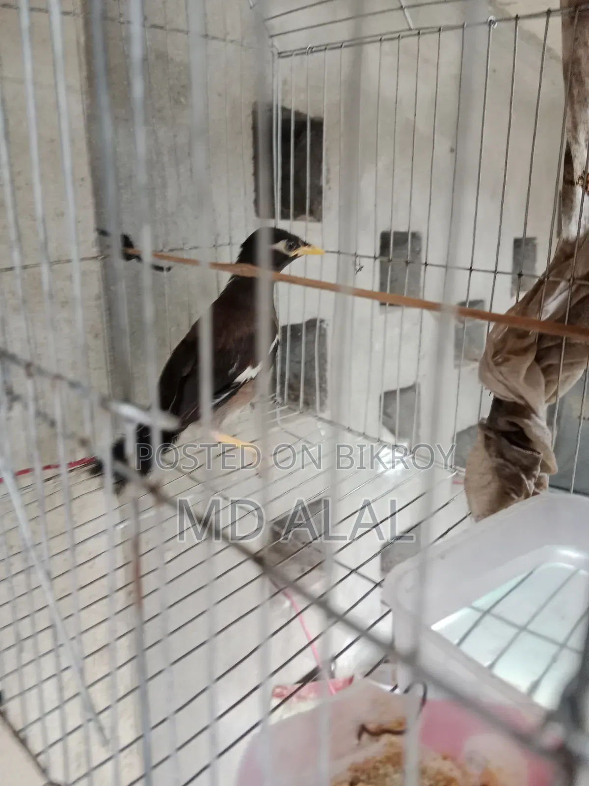Talking Myna