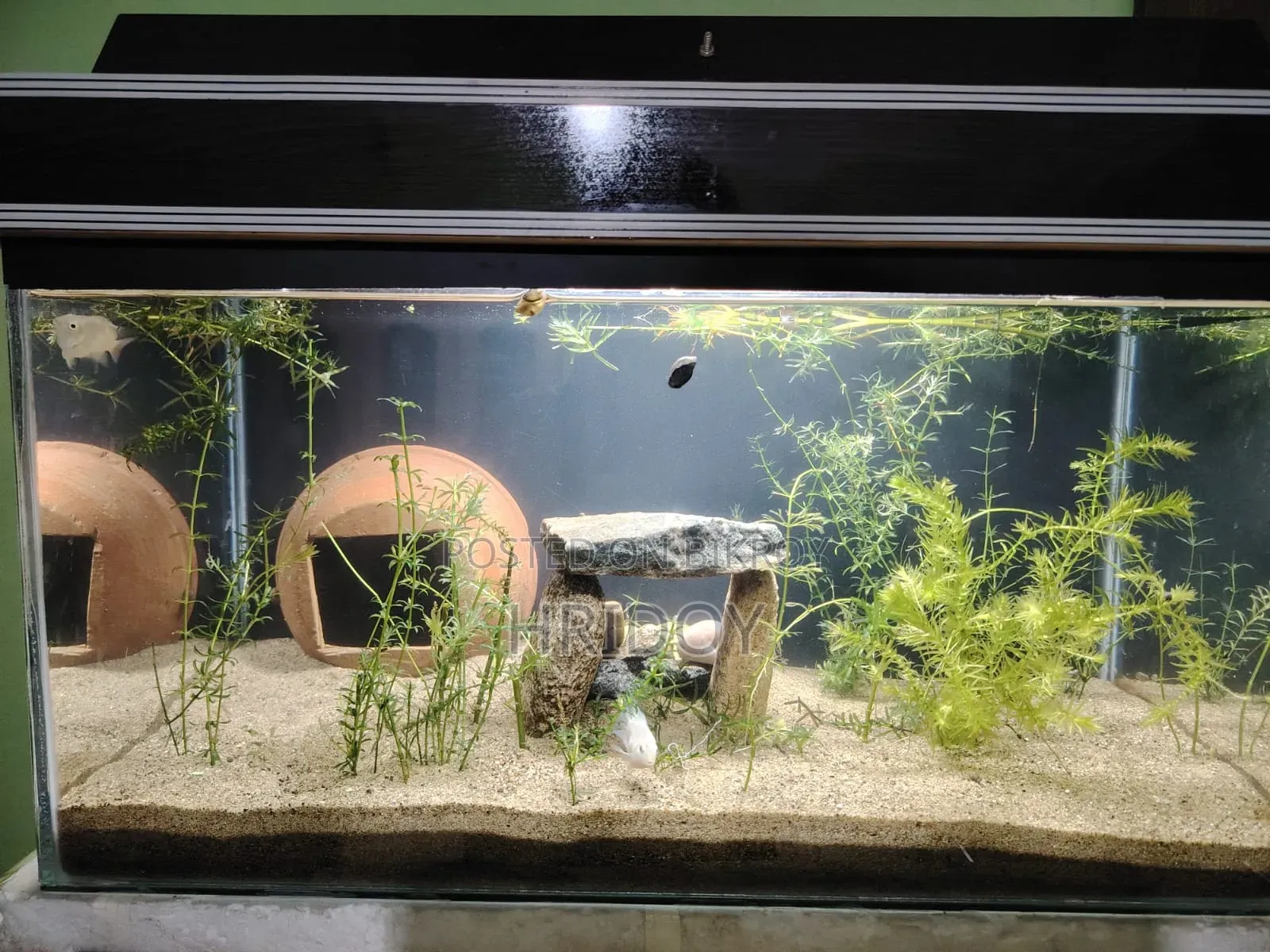 Aquarium for Fish